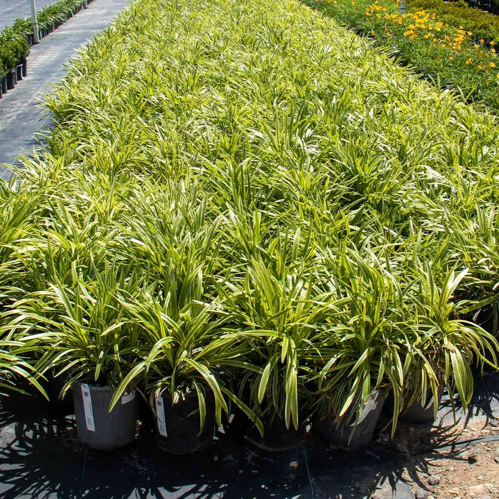 Variegated Liriope Ornamental Evergreen Border Grass 2