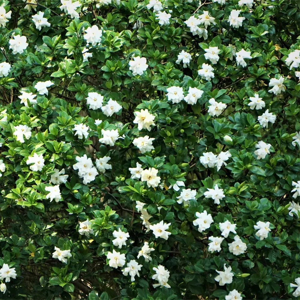 August Beauty Gardenia Shrub - Fragrant Evergreen Flowering Plant