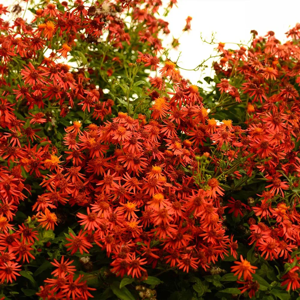 Mexican Flame Vine (Senecio confusus) - Fast-Growing Evergreen Climbing Plant