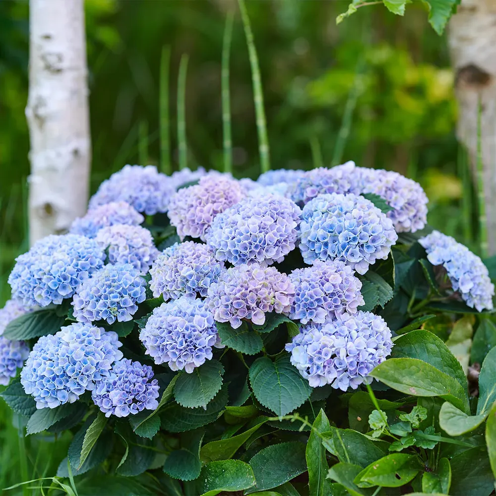 Hydrangea Magical Revolution Color-Changing Garden Shrub 3