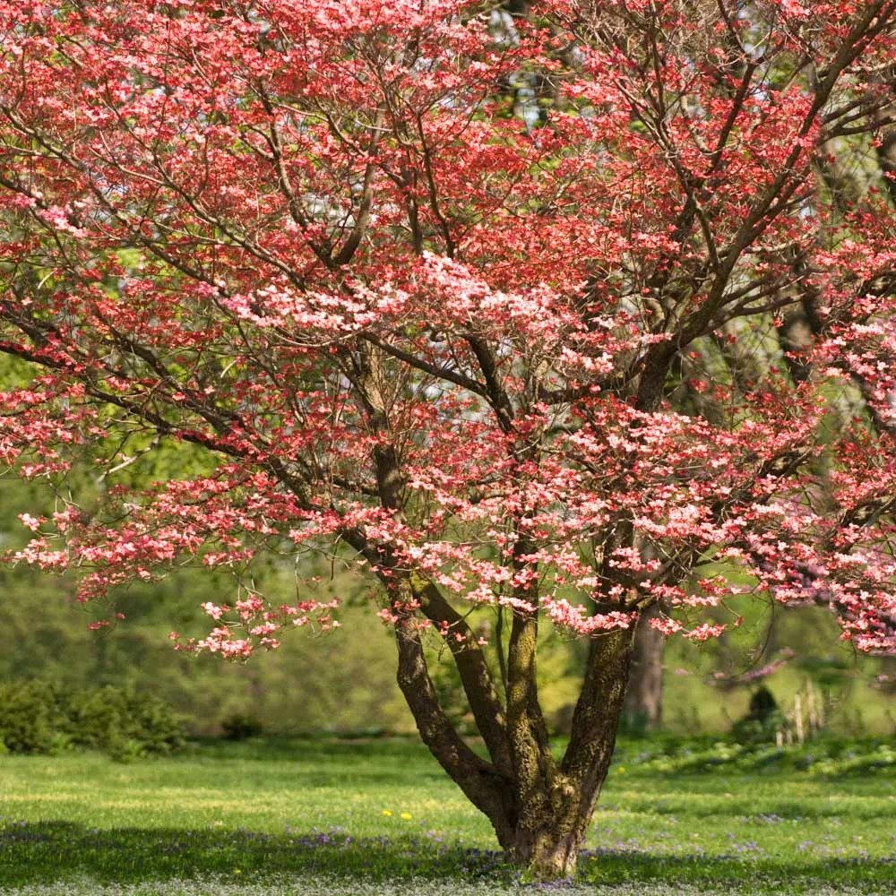 Lifelike Red Dogwood Tree Decorative Artificial Plant