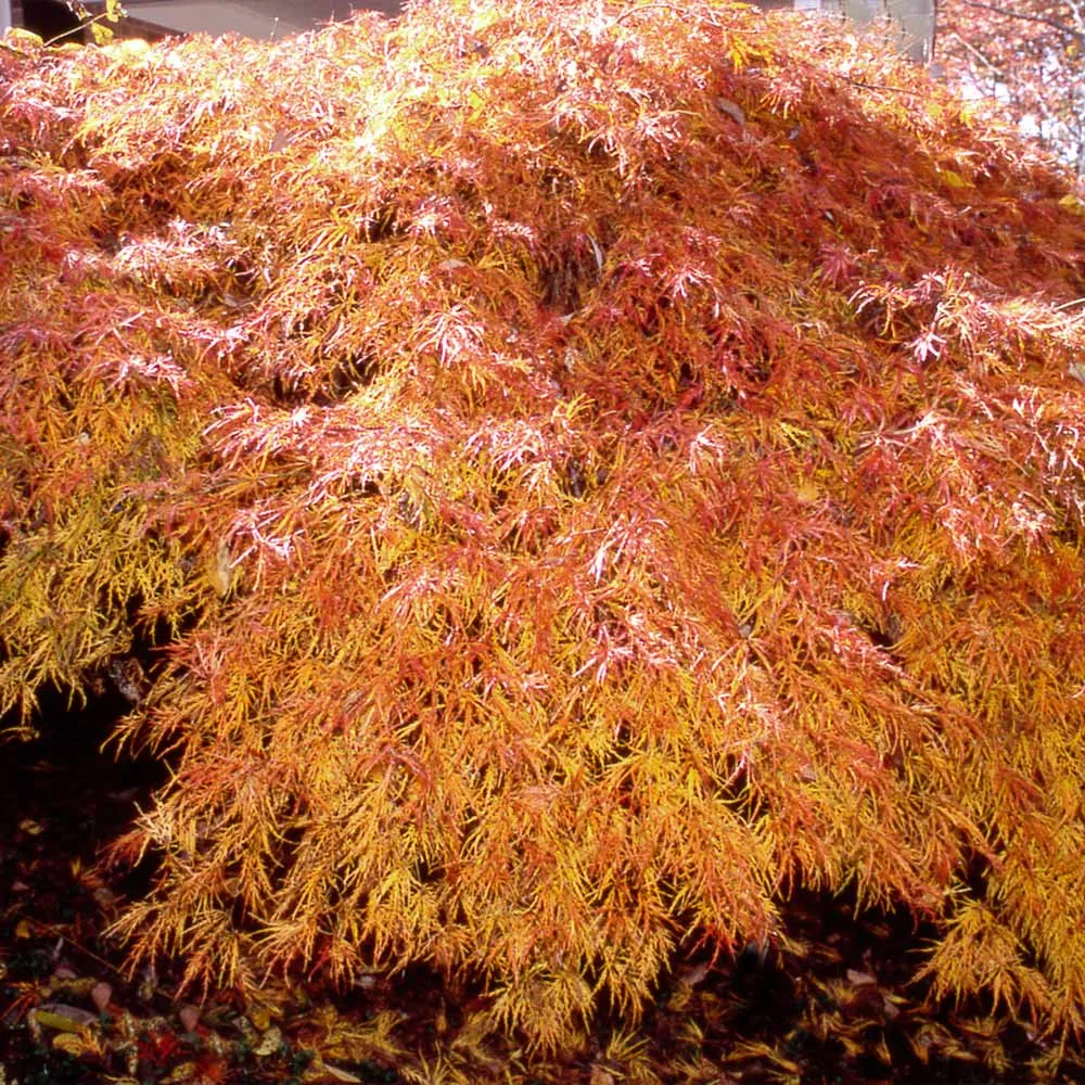 Waterfall Japanese Maple Tree - Realistic Artificial Decorative Foliage