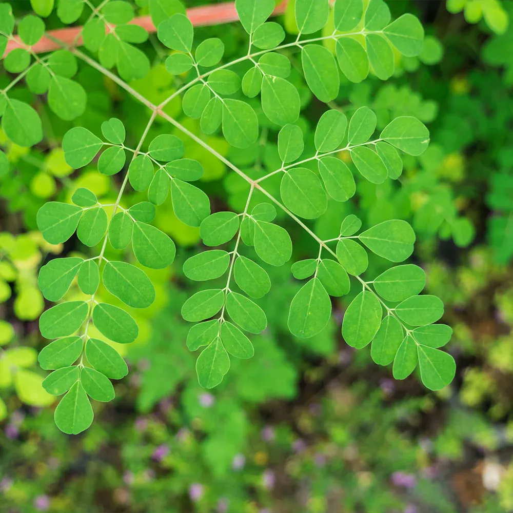Moringa Tree Live Botanical Specimen for Home and Garden Cultivation 4