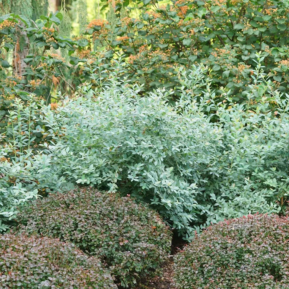 Proven Winners® Splendid!® Blue Highbush Blueberry Shrub - Vaccinium corymbosum 1