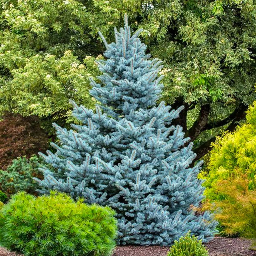 Avatar Blue Spruce Artificial Christmas Tree with Realistic Foliage 1
