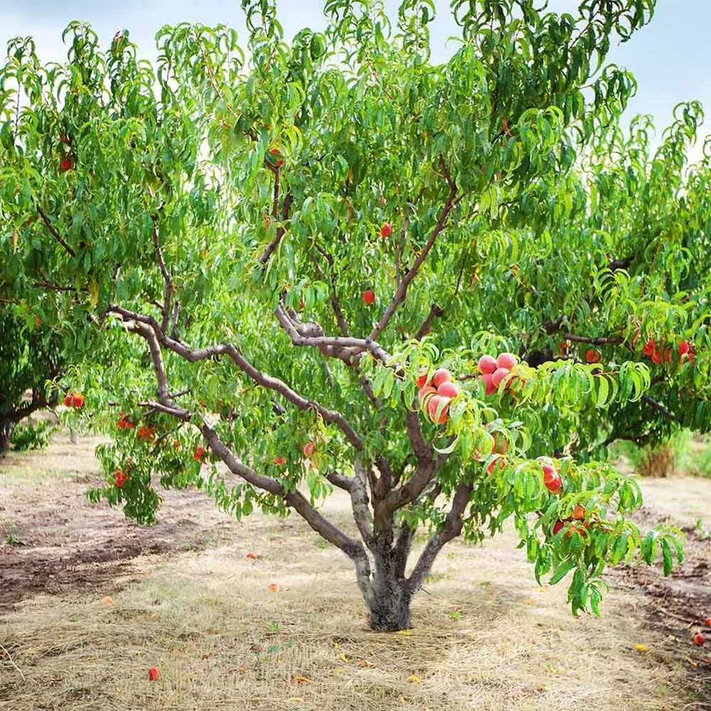 Contender Peach Tree - Cold Hardy Fruit Bearing Sapling 1