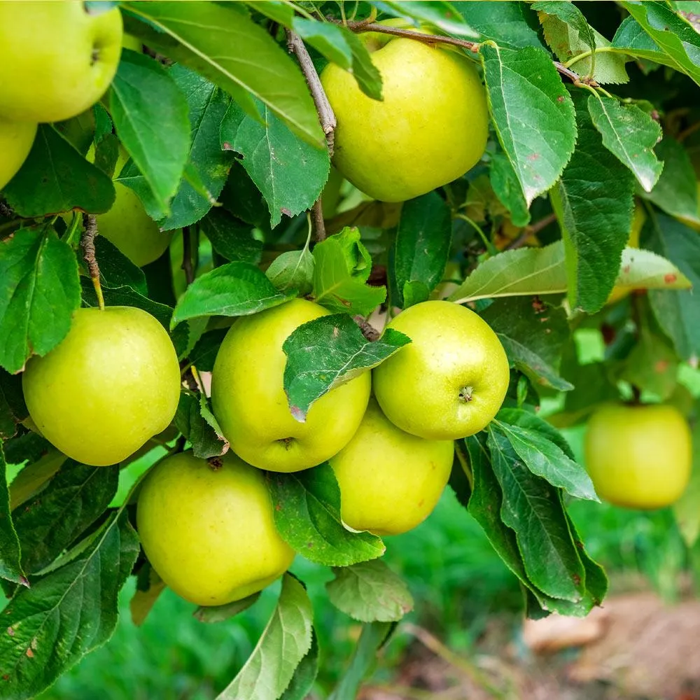 Mutsu (Crispin) Apple Tree - Large Crisp Yellow-Green Fruit Variety