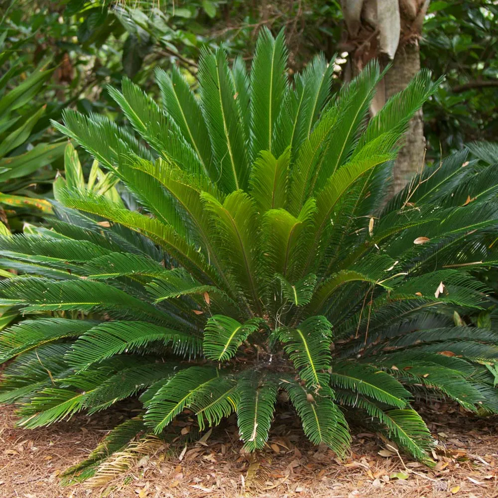 Artificial Sago Palm Tree - Realistic Faux Cycad Plant for Indoor Decoration