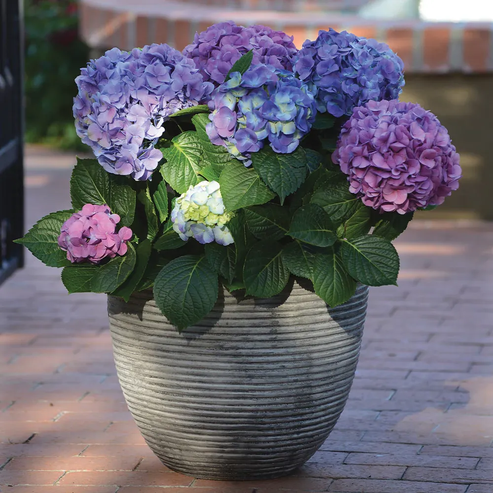 Bloomables® L.A. Dreamin® Hydrangea - Reblooming Flowering Shrub 1