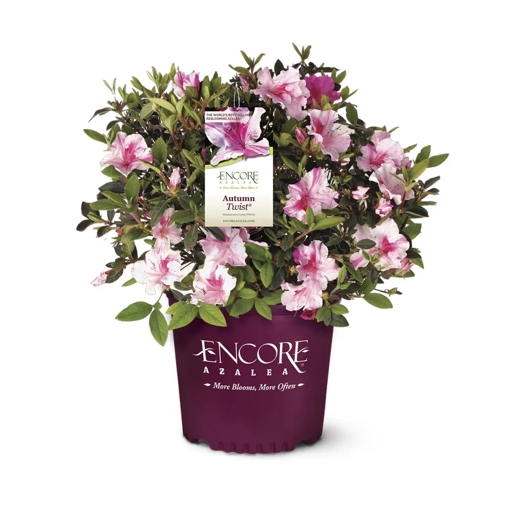 Autumn Twist® Encore® Azalea - Reblooming Evergreen Flowering Shrub 3