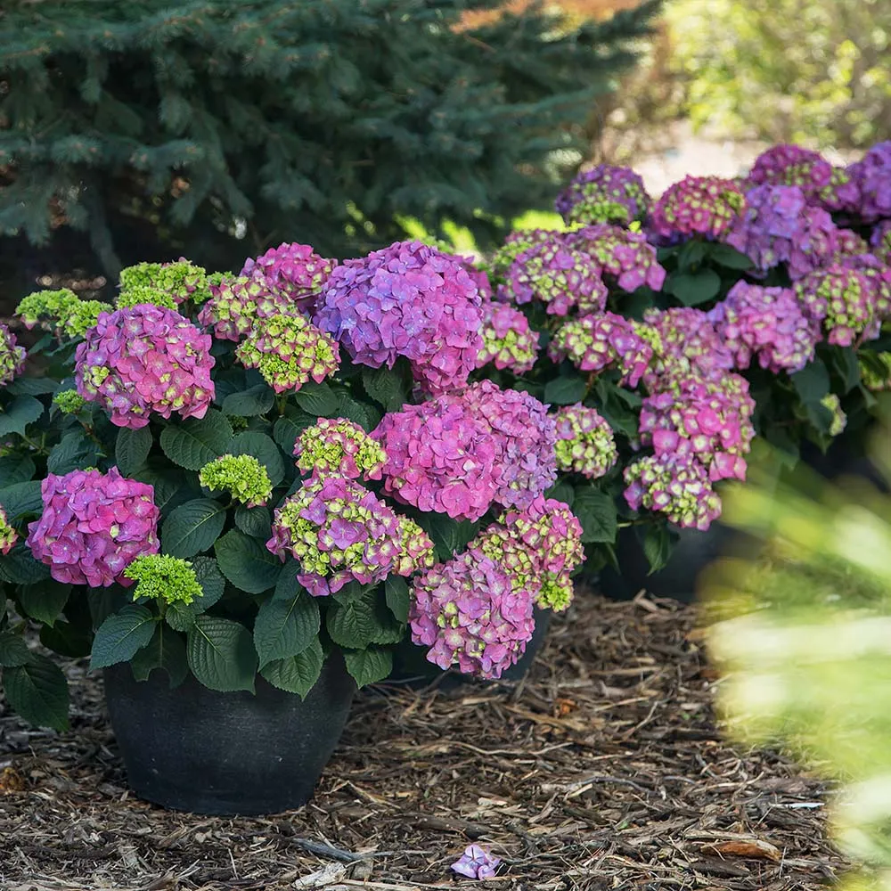 Endless Summer® Summer Crush® Hydrangea - Reblooming Bigleaf Shrub 1