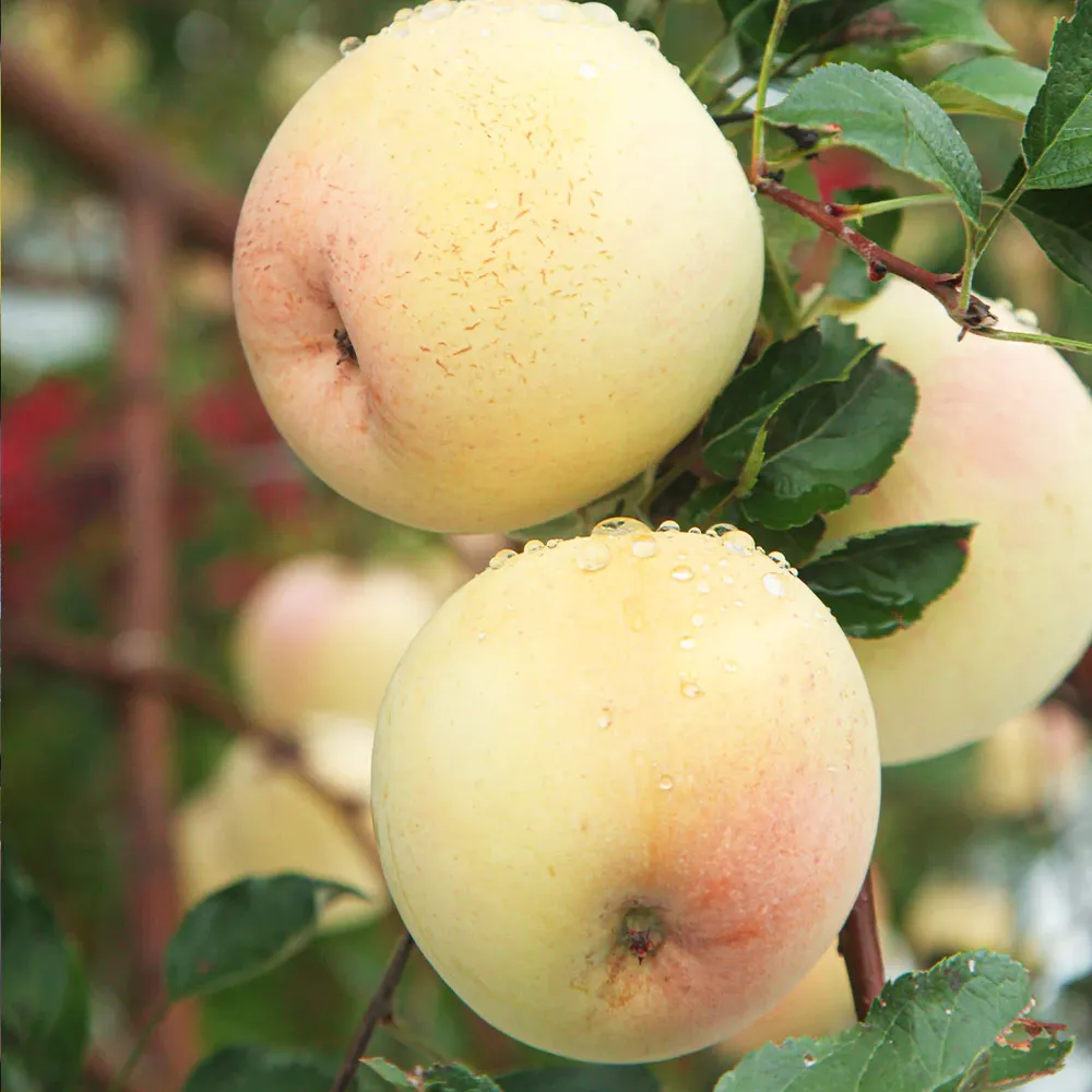 GoldRush Apple Tree - Late-Season Disease-Resistant Variety