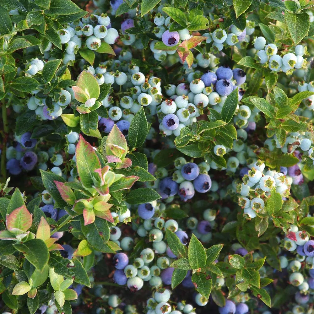 Bushel and Berry® Jelly Bean® Blueberry Bush - Compact Dwarf Fruit Shrub 4