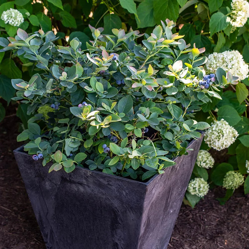 Silver Dollar Blueberry Plant - Dwarf Fruit-Bearing Shrub for Patios 1