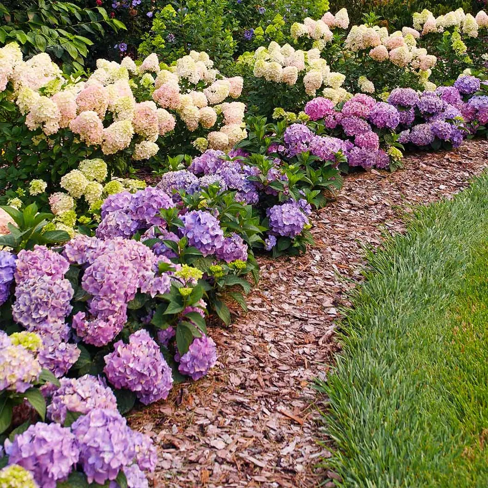 Proven Winners® Let's Dance Sky View® Reblooming Hydrangea Macrophylla 2