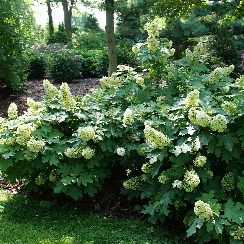 Gatsby Glow Ball™ Oakleaf Hydrangea - Deciduous Flowering Shrub 2