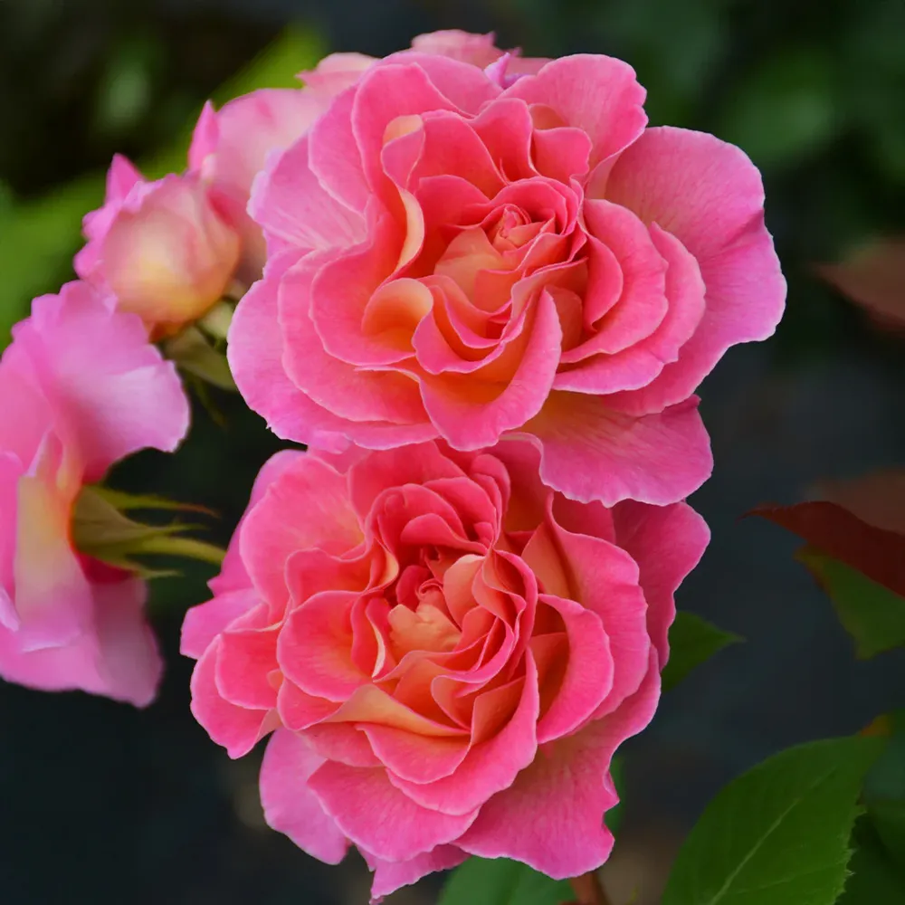 Julie Andrews™ Patio Rose Tree - Compact Standard Flowering Shrub 2