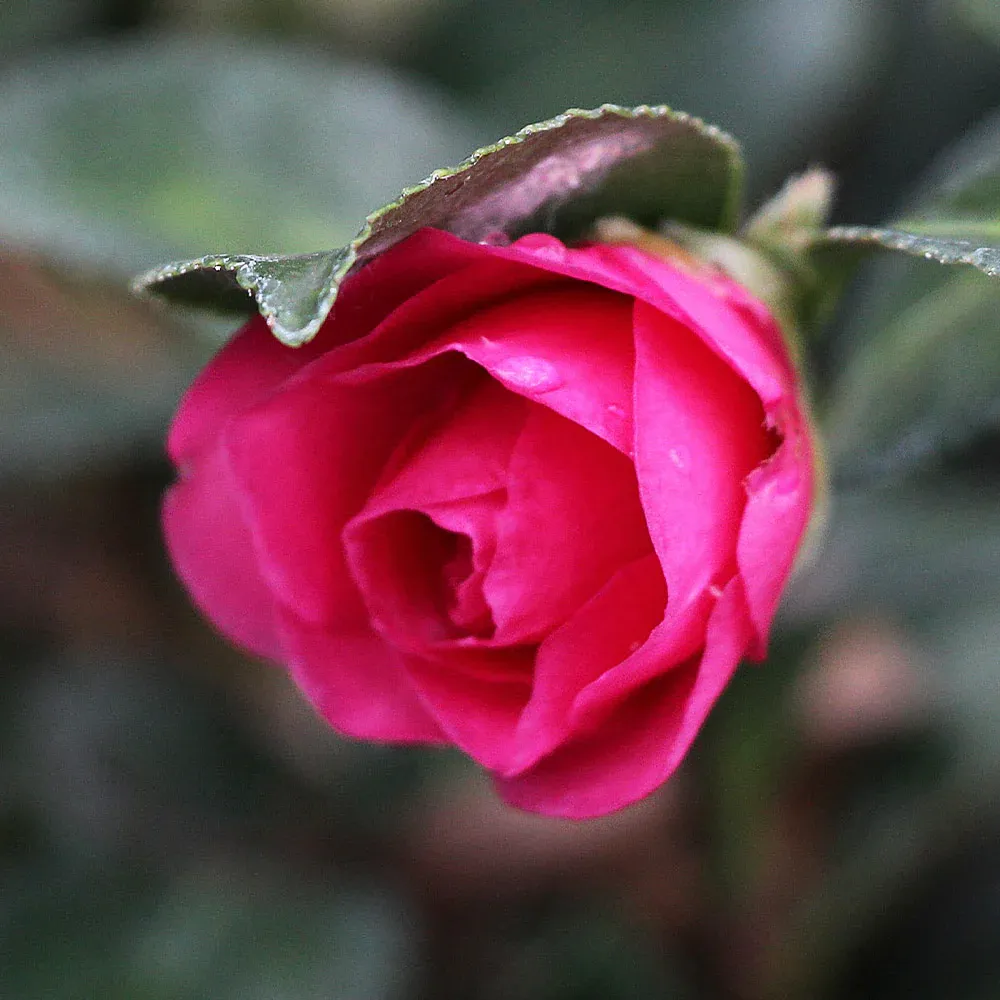 Camellia 'Shi-Shi Gashira' Dwarf Evergreen Flowering Shrub 3