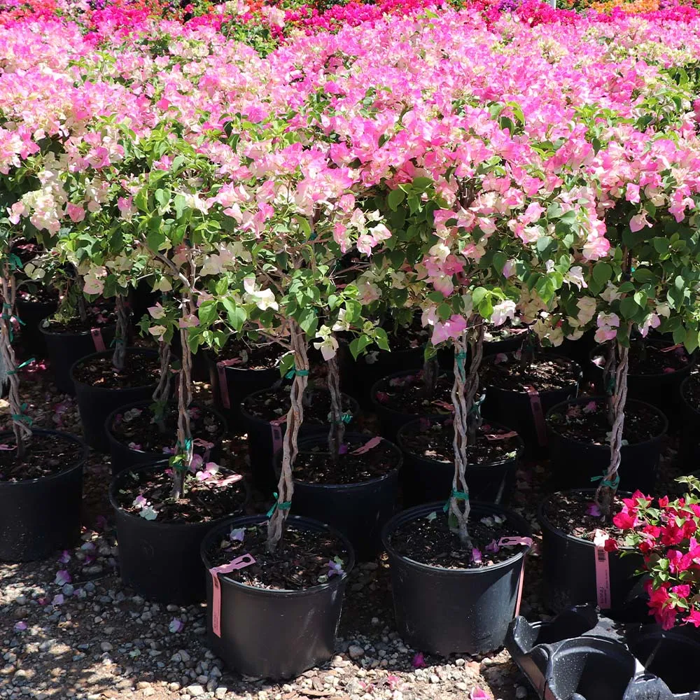 Thai Delight Bougainvillea Tree - Realistic Artificial Indoor Plant 1