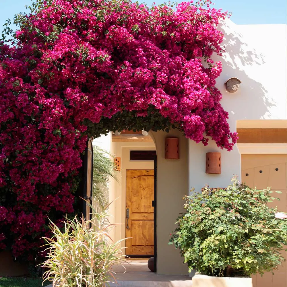 Barbara Karst Bougainvillea Vine - Vibrant Magenta Climbing Flowering Plant 1
