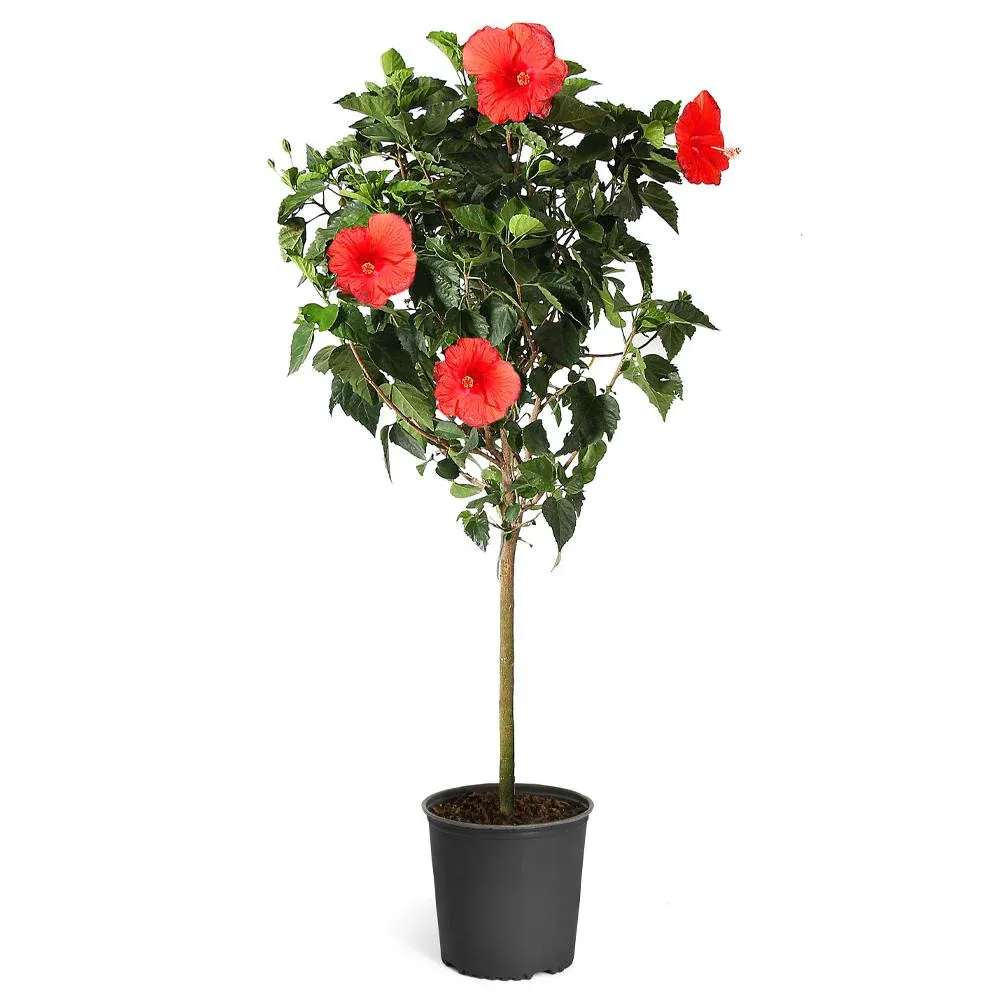 Red Tropical Hibiscus Tree - Artificial Potted Plant for Home and Office Decor 4