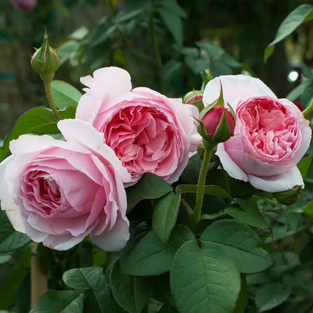 Scentuous® Rose Shrub - Hardy Flowering Garden Bush 6