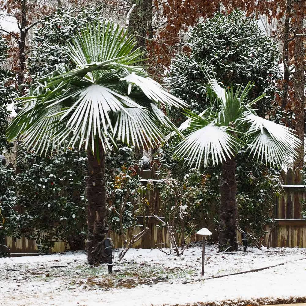Artificial Windmill Palm Tree - Realistic Decorative Faux Tropical Plant 2