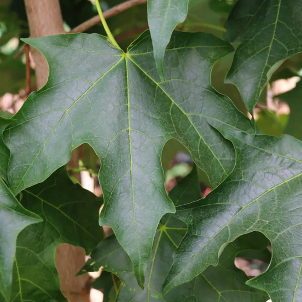 Green Mountain® Sugar Maple Tree (Acer saccharum) 2