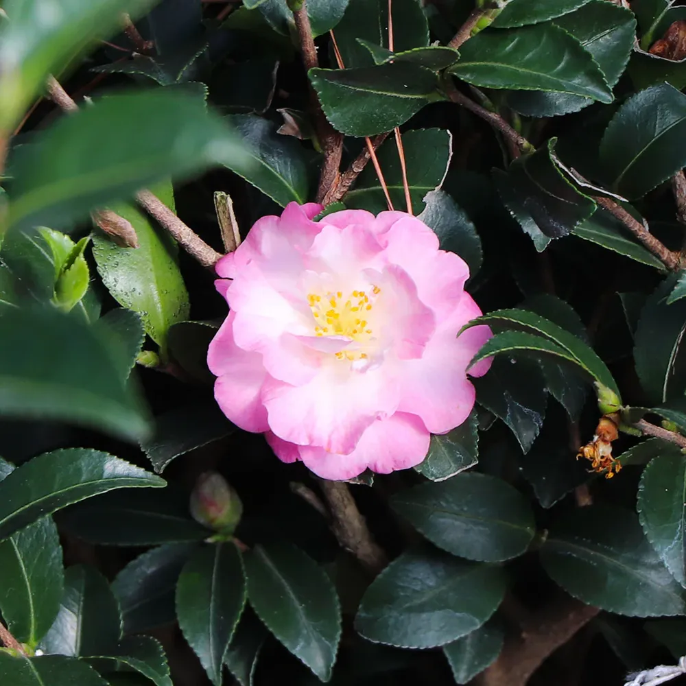 October Magic® Orchid™ Camellia Sasanqua Evergreen Flowering Shrub 1