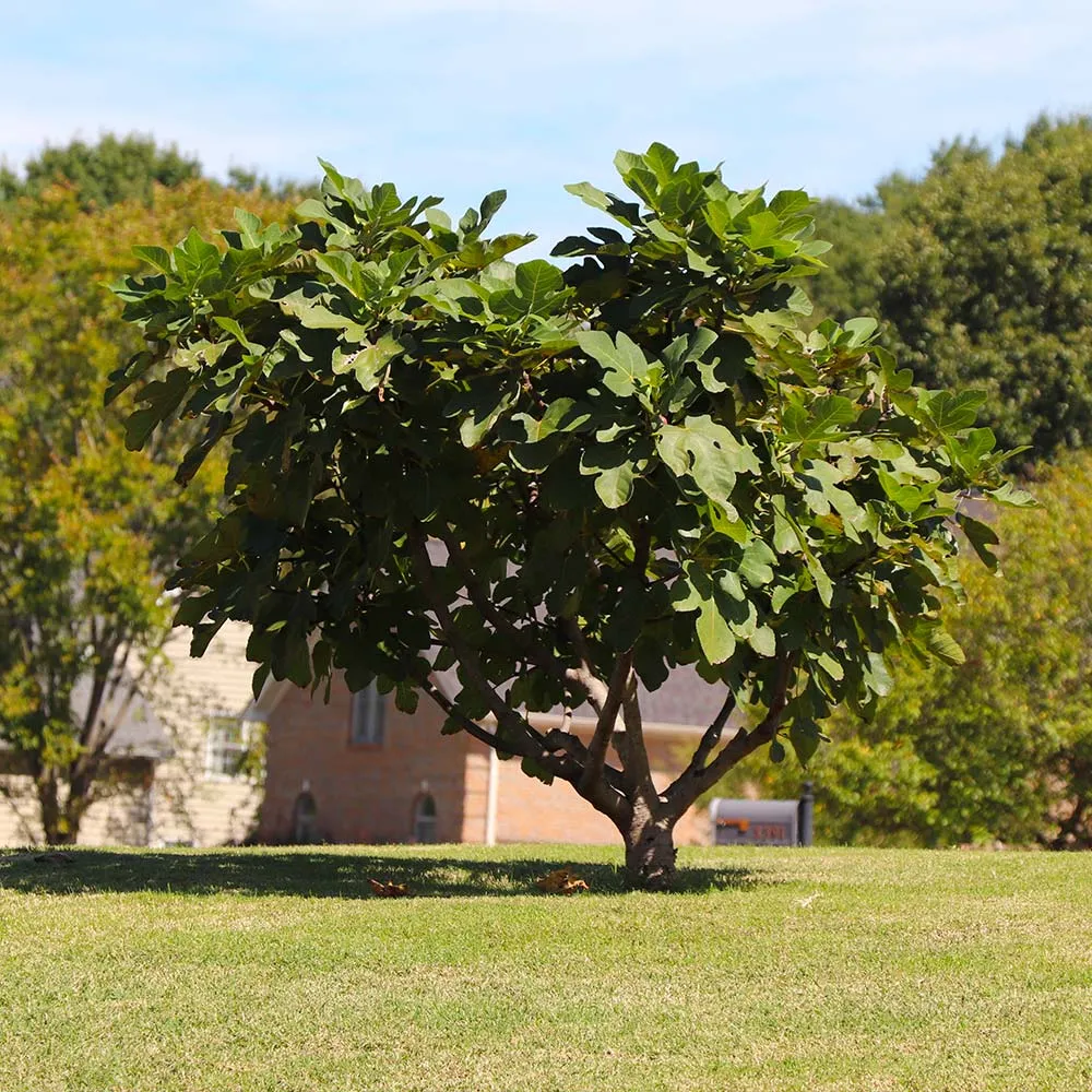 Little Miss Figgy™ Tree - Compact Dwarf Fig for Containers 3