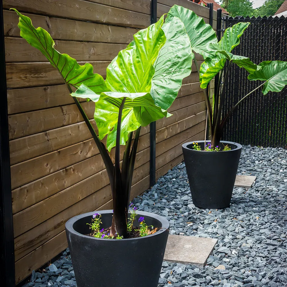 Alocasia Dark Star Tropical Shrub