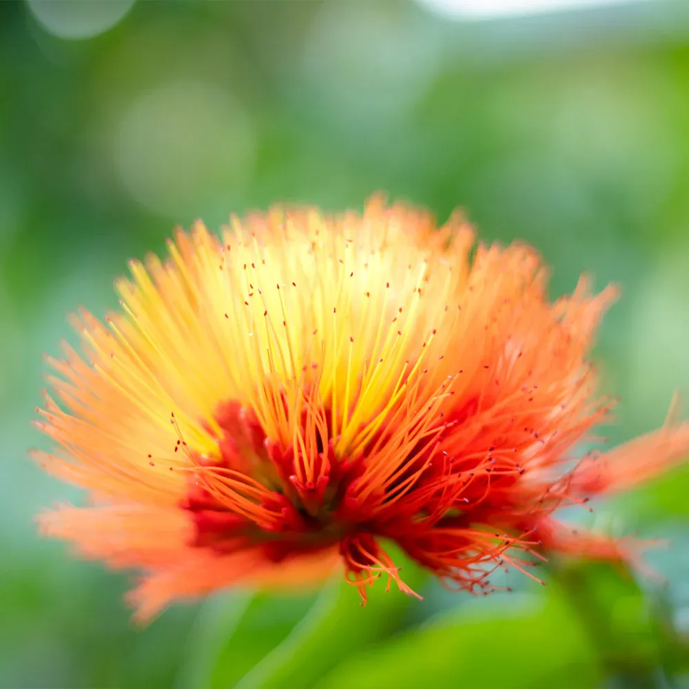 Monkey's Brush Plant - Unique Indoor Ornamental Botanical Specimen 3