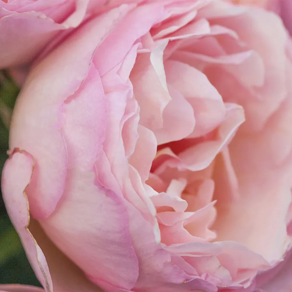 Bloomables® Princesse Charlene de Monaco® Hybrid Tea Rose Bush 1