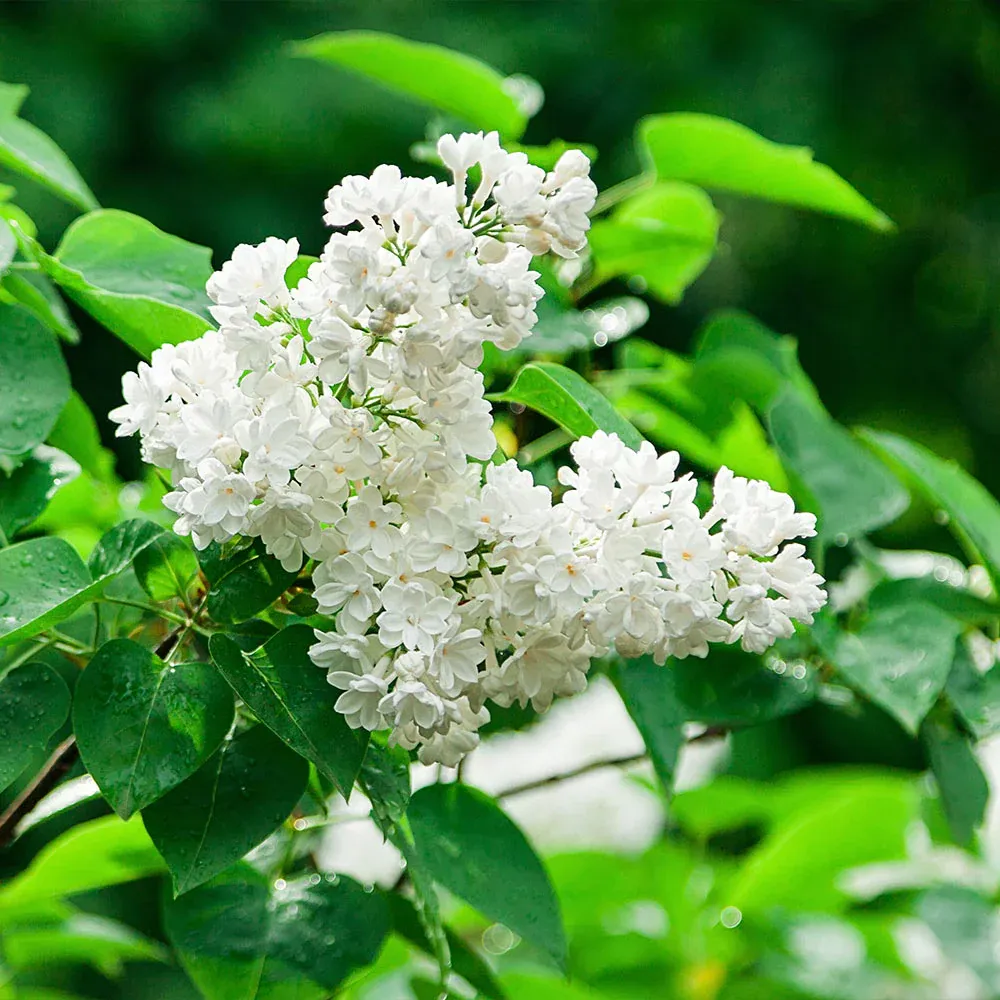 Ivory Silk Japanese Lilac Tree - Ornamental Flowering Deciduous Specimen 3