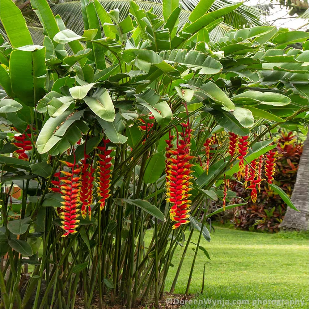 Lobster Claw Plant (Heliconia rostrata) Tropical Indoor Specimen