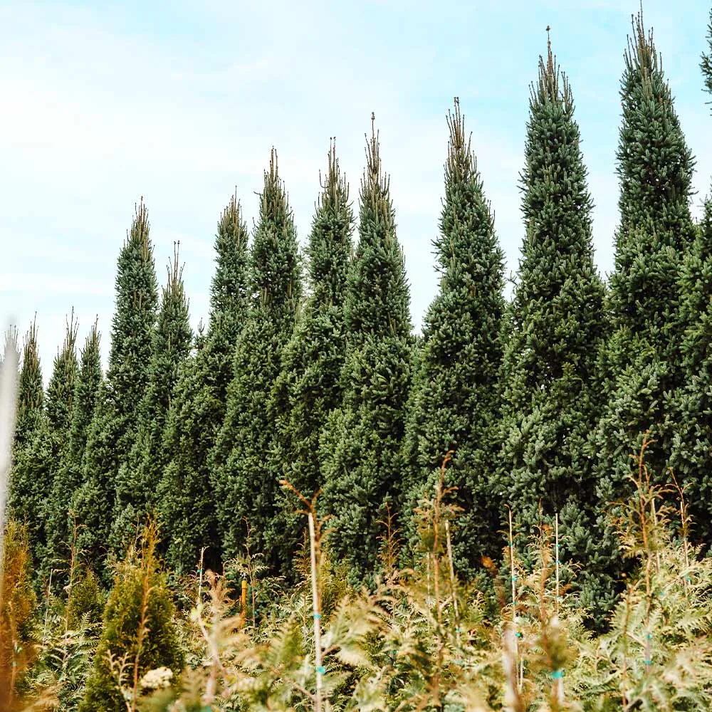 Columnar Norway Spruce (Picea abies 'Columnaris') - Narrow Upright Evergreen Conifer 2