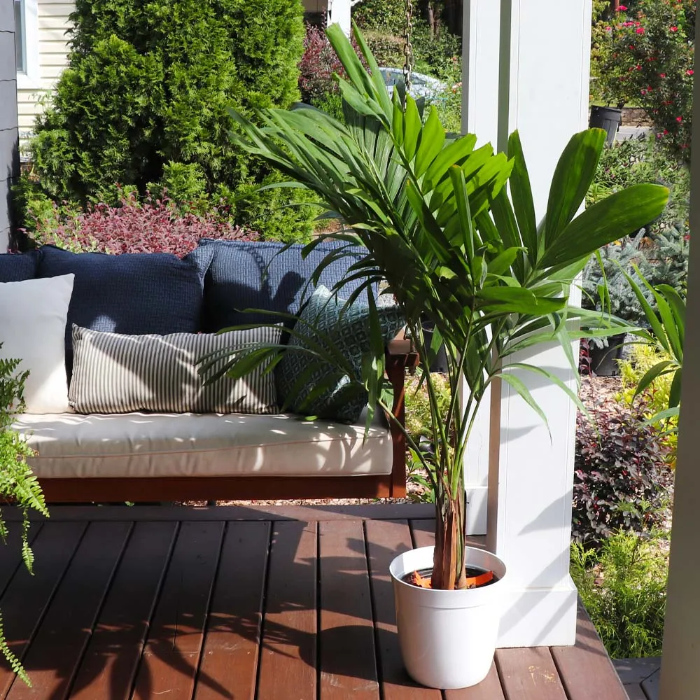 Artificial Christmas Palm Tree - Tropical Adonidia Palm for Home and Garden Decor 4