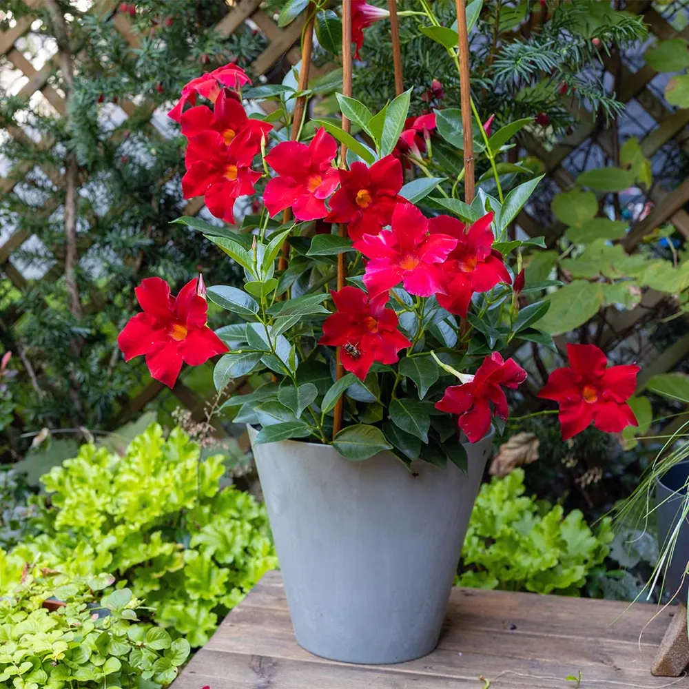 Red Crimson Dipladenia Bush Artificial Flowering Plant for Home and Garden Decor