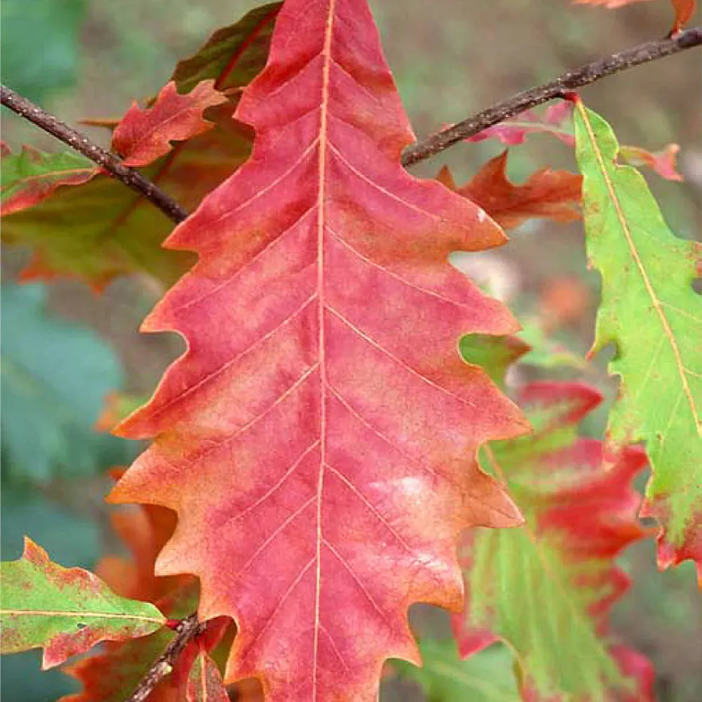 Swamp White Oak Tree (Quercus bicolor) - Native Deciduous Specimen 1