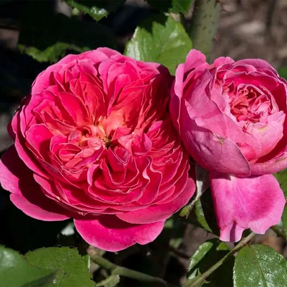 PowerPuff Pink® Rose - Repeat-Blooming Landscape Shrub 2