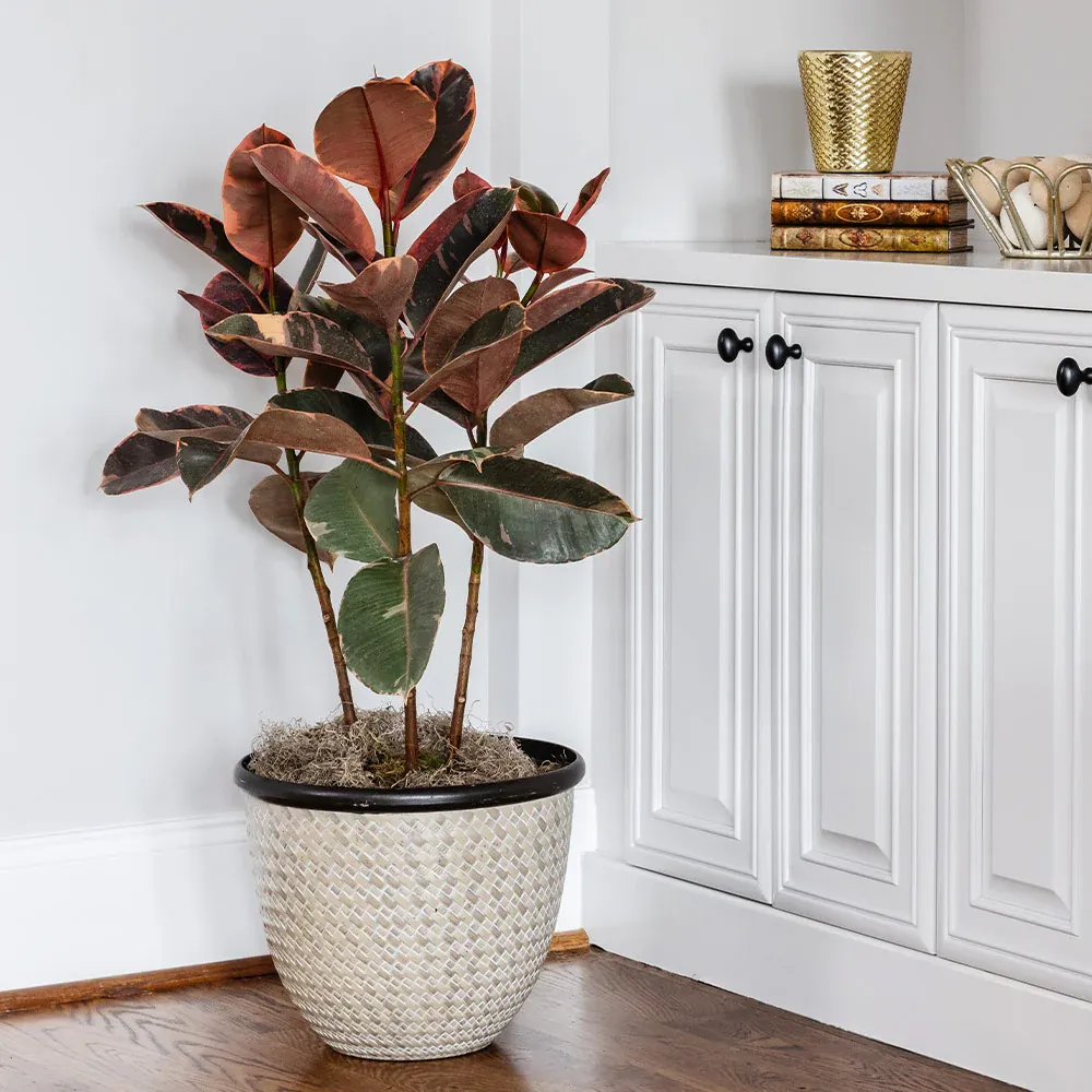 Ficus Ruby Variegated Rubber Plant - Indoor Ornamental Foliage