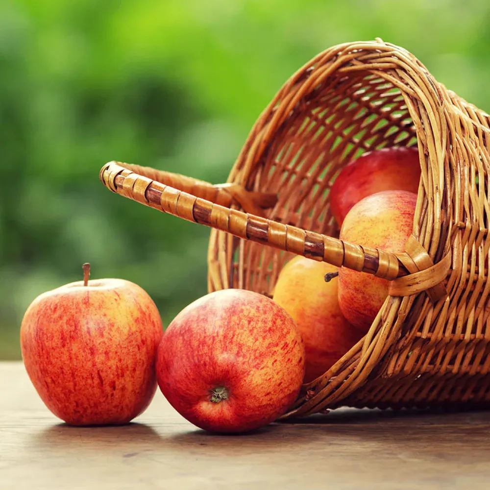 Gala Apple Tree - Productive Deciduous Fruit Tree for Home Gardens