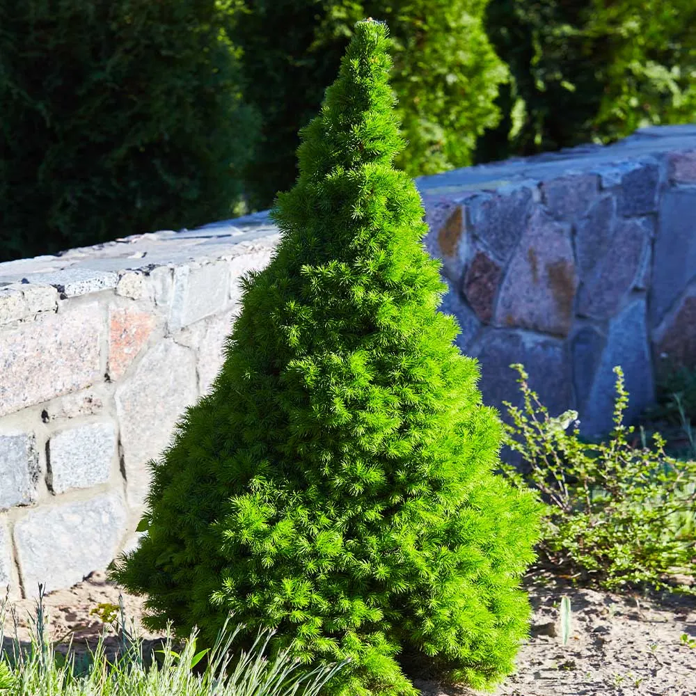 Dwarf Alberta Spruce (Picea Glauca Conica) - Slow-Growing Conical Evergreen Shrub 1