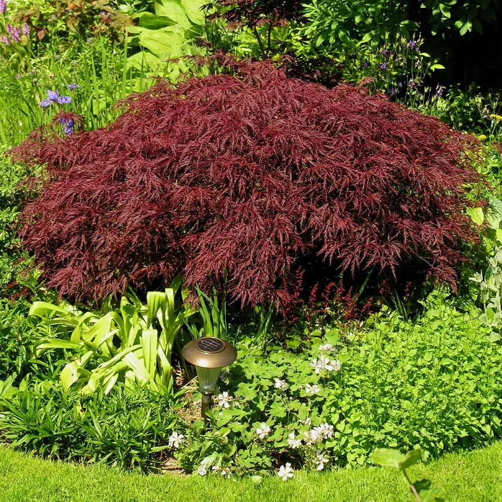 Red Dragon Japanese Maple Tree - Acer Palmatum Dissectum 1