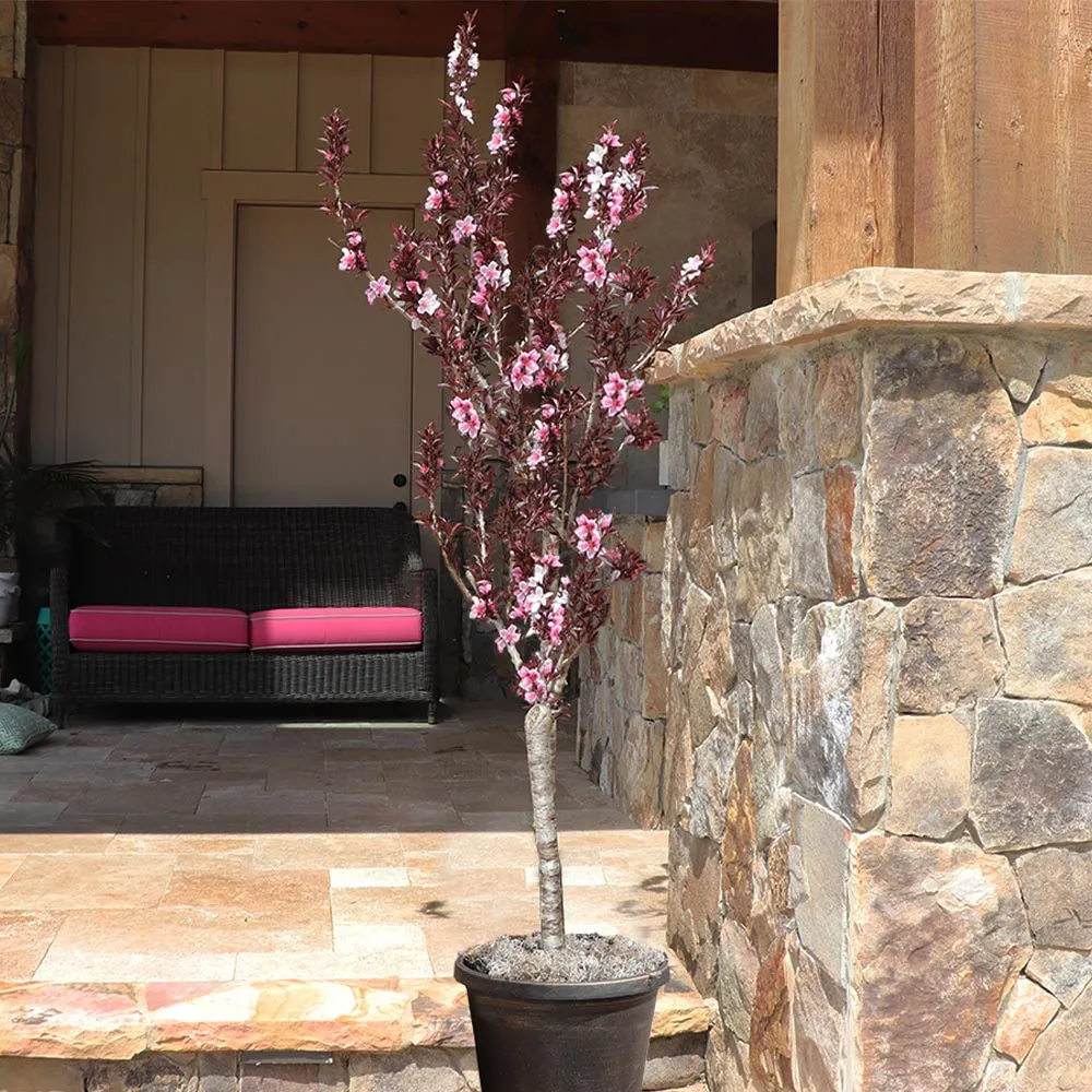 Bonfire Patio Peach Tree - Compact Ornamental Dwarf Fruit Tree 2