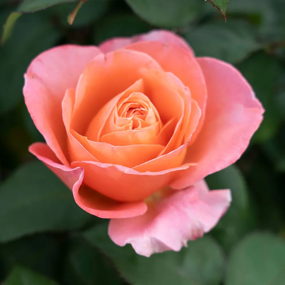 Sweet Mademoiselle Rose Floral Fragrance for Women 5