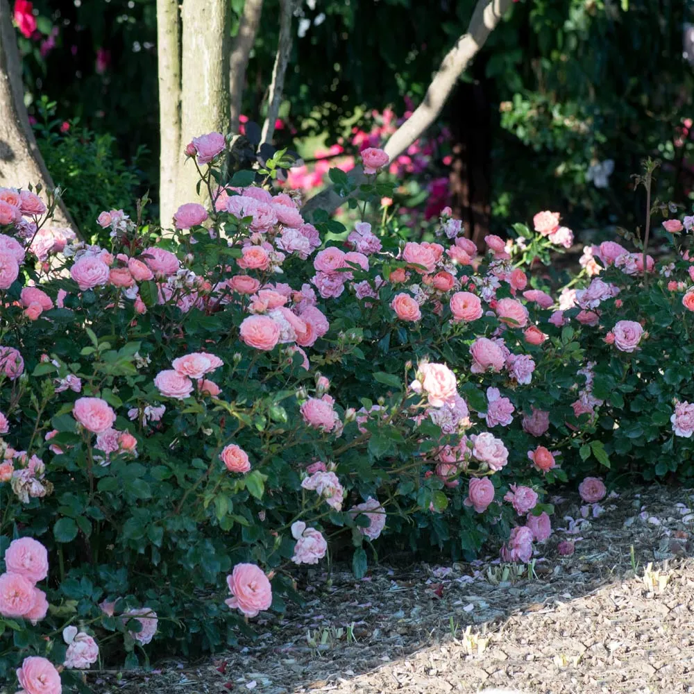 Apricot Drift® Rose - Continuous Blooming Groundcover Shrub