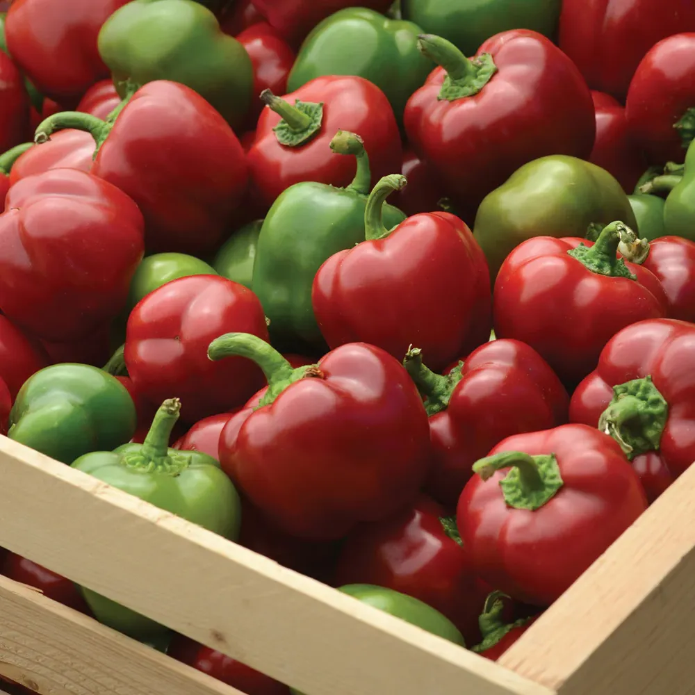Snackabelle Red Pepper Plant - USDA Organic Heirloom Vegetable Starter 1