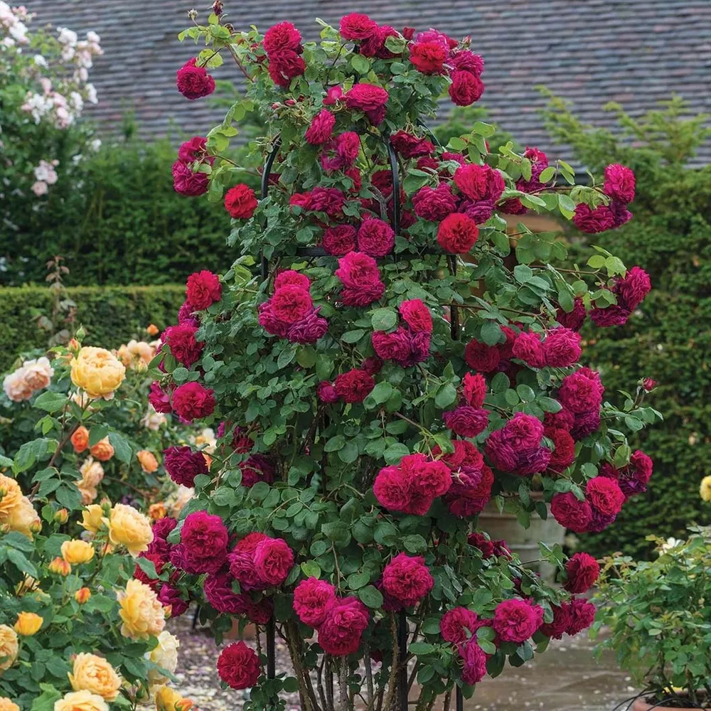 David Austin® Tess of the d’Urbervilles™ Climbing Rose 2