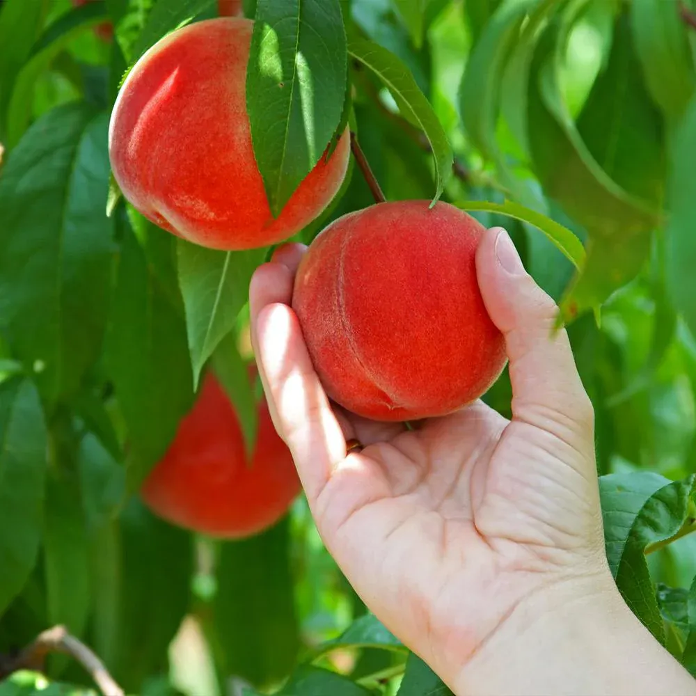 Redskin Peach Tree - Hardy Deciduous Fruit Tree for Home Gardens